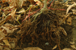Aubergine - Nodosités sur racines liées aux nématodes à galles